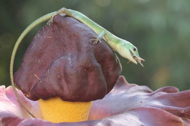 Bir zümrüt ağaç kayması günlük aktivitelerine başlamadan önce güneşleniyor. Bu sürüngenin bilimsel adı Lamprolepis smaragdina.. 