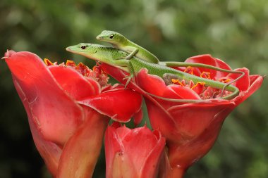 Bir çift zümrüt ağacı derisi çiftleşmeye hazırlanıyor. Bu sürüngenin bilimsel adı Lamprolepis smaragdina.. 