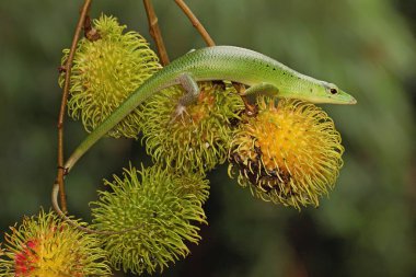 Bir zümrüt ağaç kayması günlük aktivitelerine başlamadan önce güneşleniyor. Bu sürüngenin bilimsel adı Lamprolepis smaragdina.. 