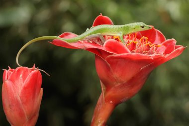 Bir zümrüt ağaç kayması günlük aktivitelerine başlamadan önce güneşleniyor. Bu sürüngenin bilimsel adı Lamprolepis smaragdina.. 
