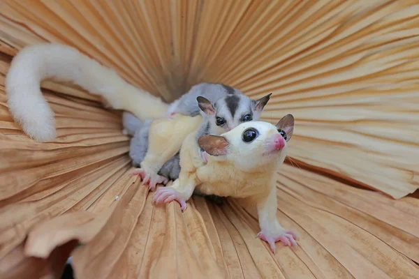 Bir anne şeker planörü iki bebeğini tutarken yiyecek arar.. 