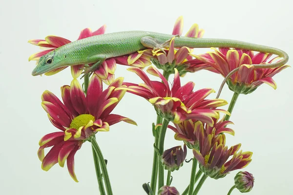 Emerald Tree Skink Lamprolepis Smaragdina Opaluje Před Zahájením Svých Denních — Stock fotografie