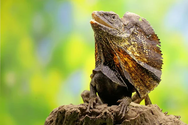 Soa Payung Also Known Frilled Lizard Frilled Dragon Showing Threatening — Stock Photo, Image