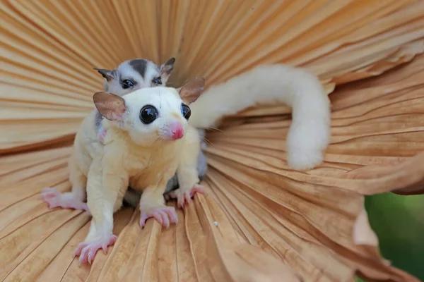 A mother sugar glider holds her baby to protect her baby from predators. This marsupial mammal has the scientific name Petaurus breviceps.