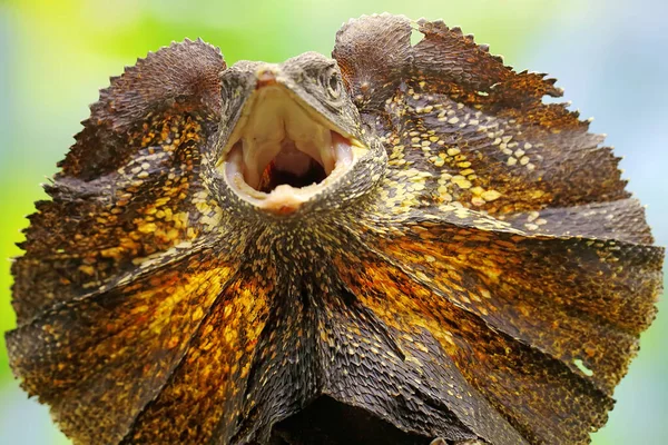 Soa Payung Also Known Frilled Lizard Frilled Dragon Showing Threatening — Stock Photo, Image