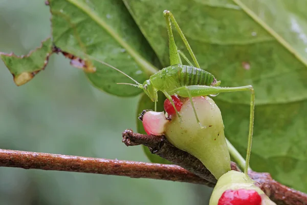 Adult Long Legged Grasshopper Foraging Bushes Insect Has Scientific Name — Fotografia de Stock