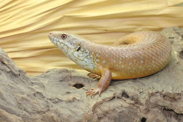 Major Skink Sunbathing Starting His Daily Activities Reptile Whose Natural — Stock Photo, Image