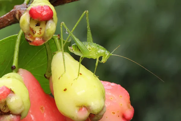 Saltamontes Patas Largas Adulto Está Buscando Los Arbustos Este Insecto —  Fotos de Stock