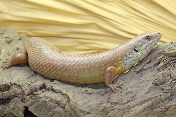 Major Skink Sunbathing Starting His Daily Activities Reptile Whose Natural — Stock Photo, Image