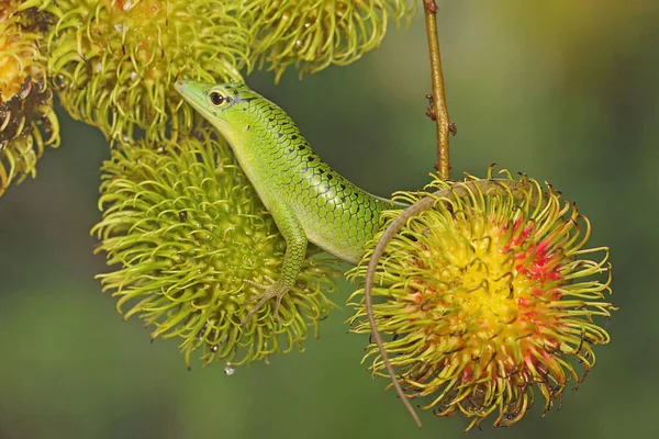 Smaragd Träd Skink Sola Innan Börjar Sin Dagliga Verksamhet Denna — Stockfoto