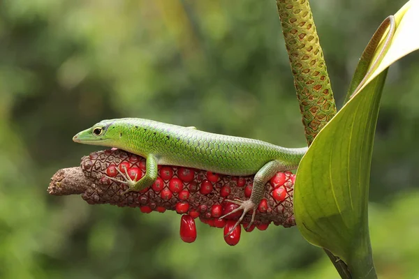 Smaragd Træ Skink Solbadning Før Starter Sine Daglige Aktiviteter Dette - Stock-foto