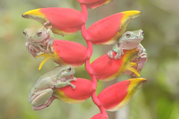 Τρεις Βάτραχοι Litoria Caerulea Που Αναπαύονται Ένα Λουλούδι Μπανάνας — Φωτογραφία Αρχείου