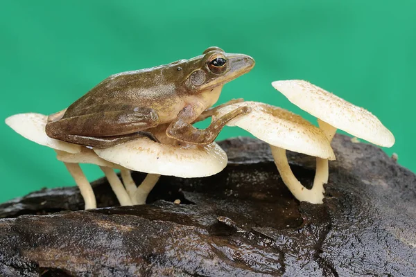 Una Rana Común Descansando Sobre Tronco Árbol Podrido Cubierto Hongos — Foto de Stock