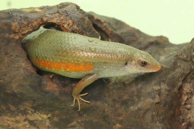 Yaygın bir güneş lekesi günlük aktivitelerine başlamadan önce güneşleniyor. Bu sürüngenin bilimsel adı Mabouya multifasciata.. 