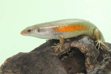 Yaygın bir güneş lekesi günlük aktivitelerine başlamadan önce güneşleniyor. Bu sürüngenin bilimsel adı Mabouya multifasciata.. 