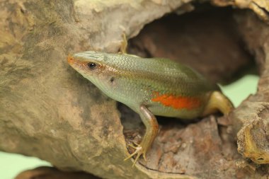 Yaygın bir güneş lekesi günlük aktivitelerine başlamadan önce güneşleniyor. Bu sürüngenin bilimsel adı Mabouya multifasciata.. 