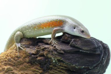 Yaygın bir güneş lekesi günlük aktivitelerine başlamadan önce güneşleniyor. Bu sürüngenin bilimsel adı Mabouya multifasciata.. 