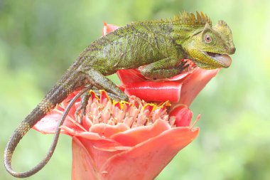Bölgesine giren davetsiz hayvanlara saldırmaya hazır bir orman ejderhasının vücut hareketi. Bu sürüngenin bilimsel adı Gonocephalus chamaeleontinus.. 