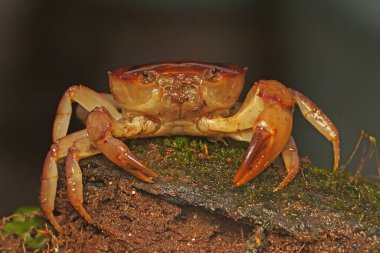 Bir tarla yengeci saldırıya hazır bir ifade gösterir. Bu hayvanın bilimsel adı Parathelphusa convexa. 