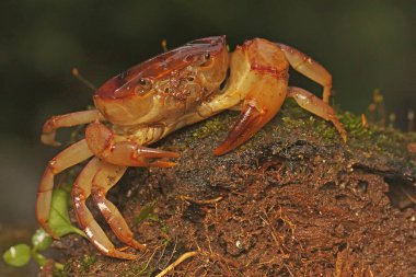 Bir tarla yengeci saldırıya hazır bir ifade gösterir. Bu hayvanın bilimsel adı Parathelphusa convexa. 