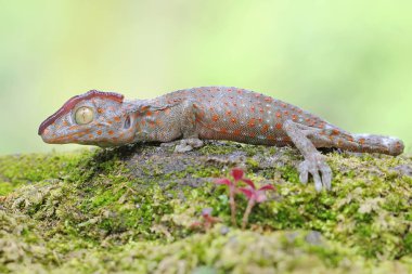 Genç bir tokay gecko çalılıkta küçük bir av yiyor. Bu sürüngenin bilimsel adı Gekko gecko. 