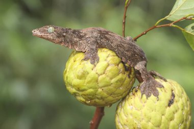 Bir Halmahera dev kertenkelesi günlük aktivitelerine başlamadan önce güneşleniyor. Endonezya, Halmahera Adası 'ndan gelen bu sürüngen bilimsel adı Gehyra marginata' dır.. 