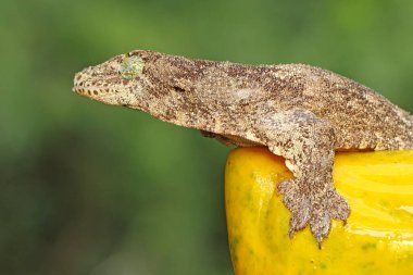 Bir Halmahera dev kertenkelesi günlük aktivitelerine başlamadan önce güneşleniyor. Endonezya, Halmahera Adası 'ndan gelen bu sürüngen bilimsel adı Gehyra marginata' dır.. 