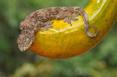 Bir Halmahera dev kertenkelesi günlük aktivitelerine başlamadan önce güneşleniyor. Endonezya, Halmahera Adası 'ndan gelen bu sürüngen bilimsel adı Gehyra marginata' dır.. 