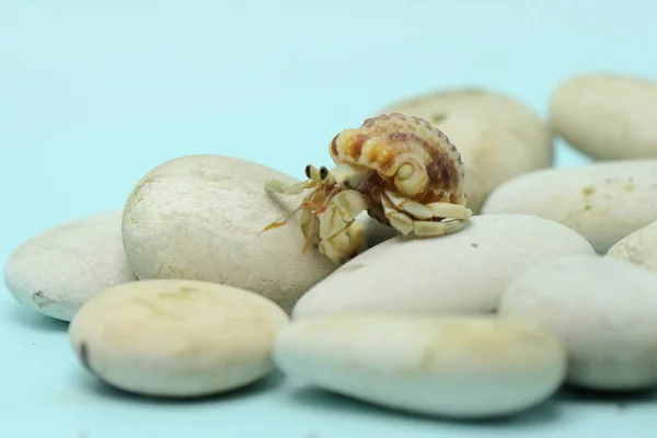 Crabe Ermite Marche Lentement Sur Les Rochers Blancs Cet Animal — Photo