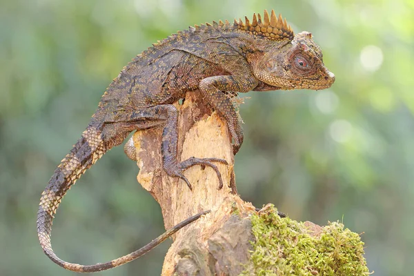 Gestos Corporales Dragón Forestal Que Está Listo Para Atacar Los —  Fotos de Stock