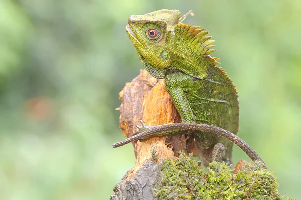 Жест Тела Лесного Дракона Готового Напасть Вторгающихся Территорию Животных Рептилия — стоковое фото