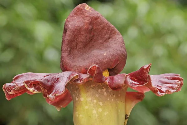 Ομορφιά Της Μυρωδιάς Λουλούδι Κρίνο Πλήρη Άνθιση Αυτό Φυτό Έχει — Φωτογραφία Αρχείου