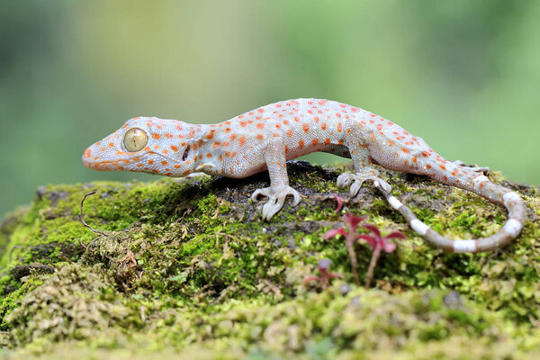 A young tokay gecko looking for preys on a rock overgrown with moss. This reptile has the scientific name Gekko gecko.