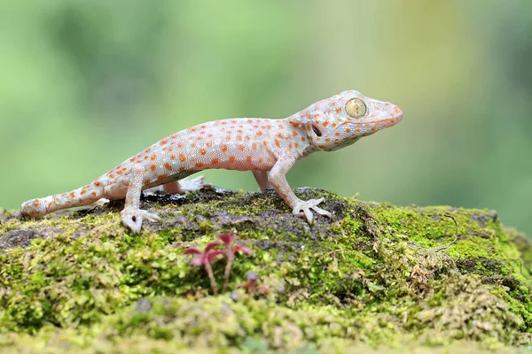 Μια Νεαρή Tokay Gecko Ψάχνει Για Θηράματα Ένα Βράχο Κατάφυτο — Φωτογραφία Αρχείου