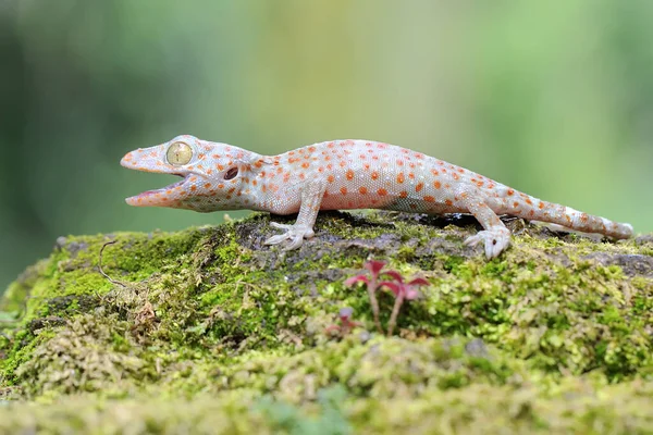 Jovem Tokay Gecko Procura Presas Numa Rocha Coberta Musgo Este — Fotografia de Stock