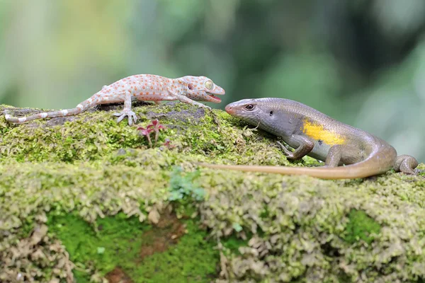 Jeune Tokay Gecko Combat Lézard Sur Rocher Recouvert Mousse Reptile — Photo