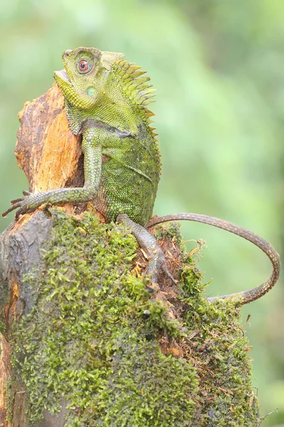 Gesto Corpo Dragão Floresta Que Está Pronto Para Atacar Animais — Fotografia de Stock