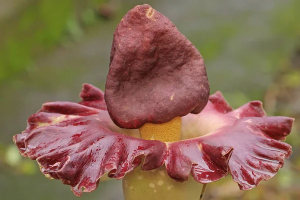 Kokuşmuş Zambak Çiçeğinin Güzelliği Tam Çiçek Açmış Bitkinin Bilimsel Adı — Stok fotoğraf
