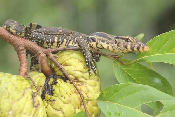 Baby Salvator Monitor Lizard Sunbathing Srikaya Tree Reptile Has Scientific — Stock Photo, Image