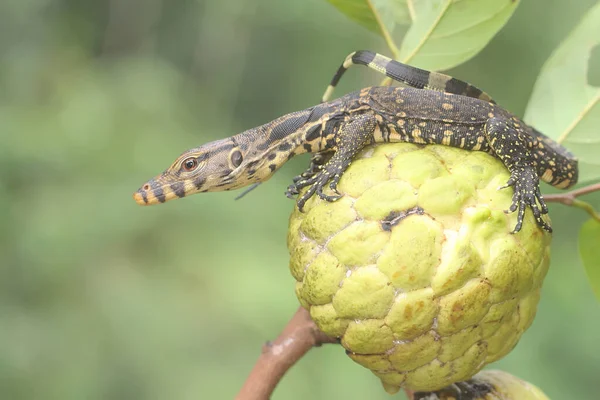 Baby Salvator Monitor Lizard Sunbathing Srikaya Tree Reptile Has Scientific — Stock Photo, Image