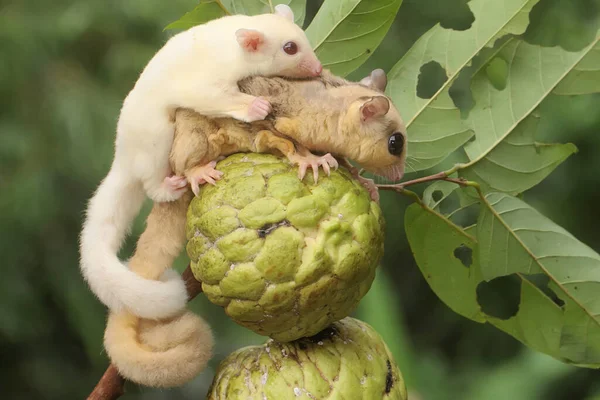 A mother sugar glider holding her baby is eating a custard apple. This marsupial mammal has the scientific name Petaurus breviceps.