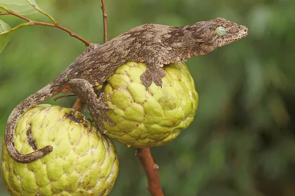 Bir Halmahera dev kertenkelesi günlük aktivitelerine başlamadan önce güneşleniyor. Endonezya, Halmahera Adası 'ndan gelen bu sürüngen bilimsel adı Gehyra marginata' dır.. 