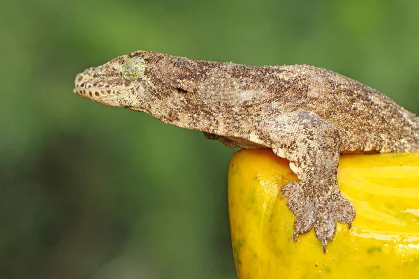 Halmahera Obří Gecko Opaluje Před Zahájením Svých Denních Aktivit Tento — Stock fotografie