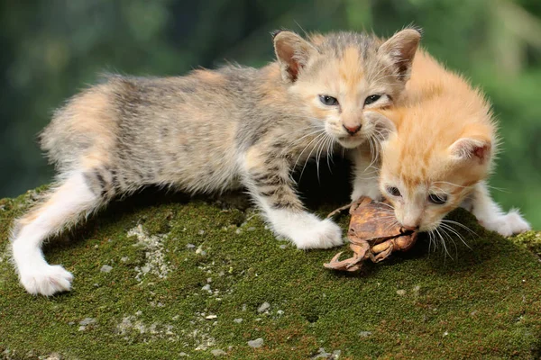 Kedi Yavrusu Yosun Kaplı Bir Kayanın Üzerinde Arıyorlar Memeliler Genellikle — Stok fotoğraf