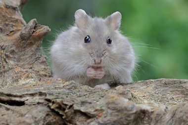 Bir Campbell cüce hamster çalıların üzerinde yiyecek arıyor. Bu kemirgenin bilimsel adı Phodopus kampbelli.. 