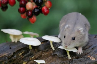 Campbell cüce hamsterı yaban mantarı yiyor. Bu kemirgenin bilimsel adı Phodopus kampbelli..