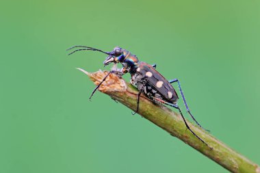 Bir kaplan böceği çalılıklarda avını arıyor. Bu böceğin bilimsel adı Cicindela aurulenta. 