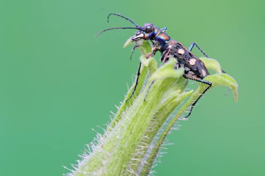 Bir kaplan böceği çalılıklarda avını arıyor. Bu böceğin bilimsel adı Cicindela aurulenta. 
