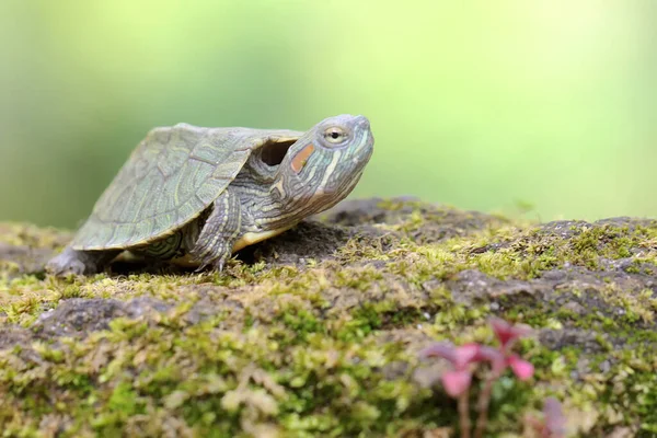Young Red Eared Slider Tortoise Basking Rock Overgrown Moss Starting — Stock Photo, Image