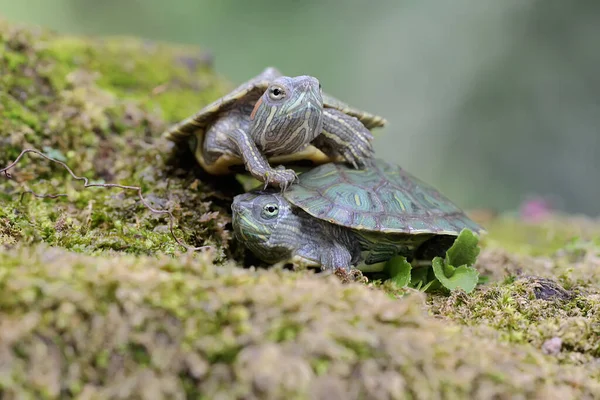 Two Young Red Eared Slider Tortoises Sunbathing Rock Overgrown Moss — Stock Photo, Image